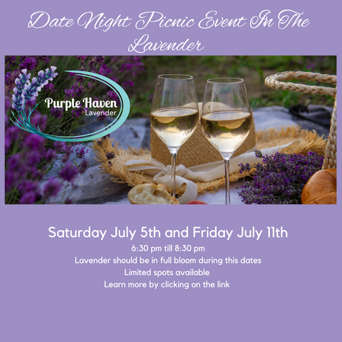 Enjoy a romantic Date night in the lavender at Purple Haven, featuring wine and cheese in blooming lavender fields.