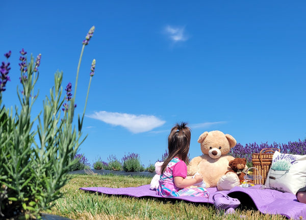 Enjoy a delightful Teddy Bear Picnic on the Farm (price for 2 adults 1 child) amid beautiful lavender fields.