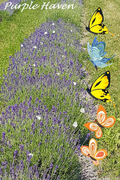 Lavender Essential Oil from Purple Haven, showcasing vibrant lavender fields perfect for relaxation and healing.