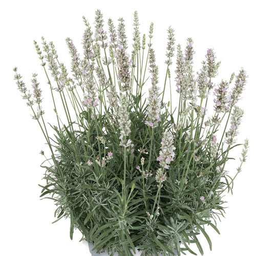 La Diva Spirit Series  Lavender Pre Order Plants