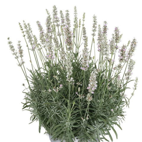La Diva Spirit Series  Lavender Pre Order Plants