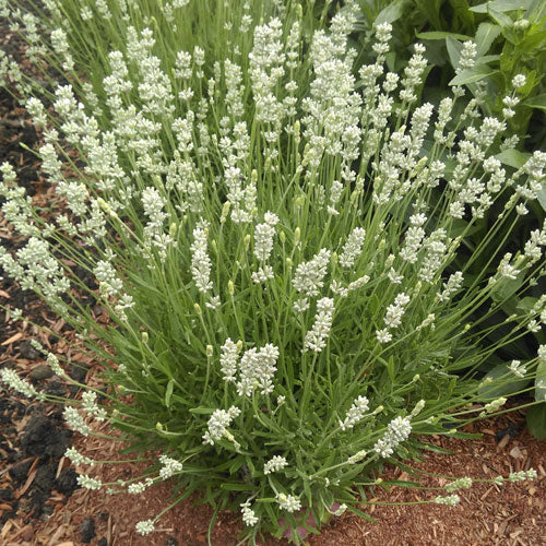 La Diva Spirit Series  Lavender Pre Order Plants