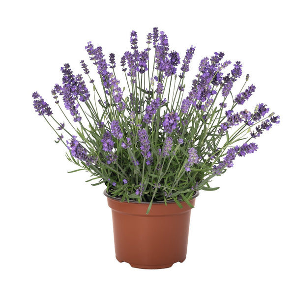 La Diva Spirit Series  Lavender Pre Order Plants