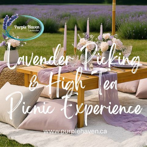 Our Signature Lavender Picking & High Tea Picnic Experience