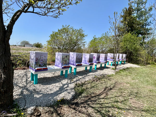 Row of purple floral beehives on turquoise stands in a sunny Haldimand County field.