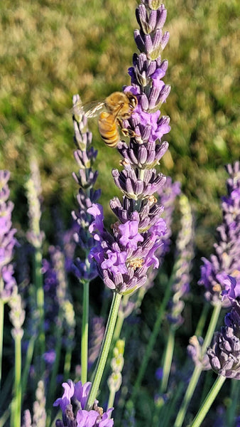 A bee pollinates lavender flowers, creating the perfect setting for a romantic date night in the lavender.