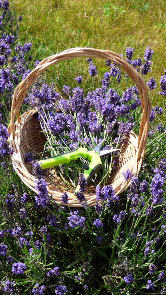 Fresh Lavender Candle Wreath & Glass Etching Experience| Purple Haven Lavender Farm