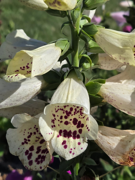 Our Signature Flower Picking & High Tea Picnic Experience