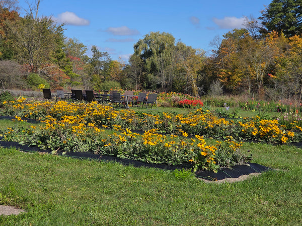 Our Signature Flower Picking & High Tea Picnic Experience