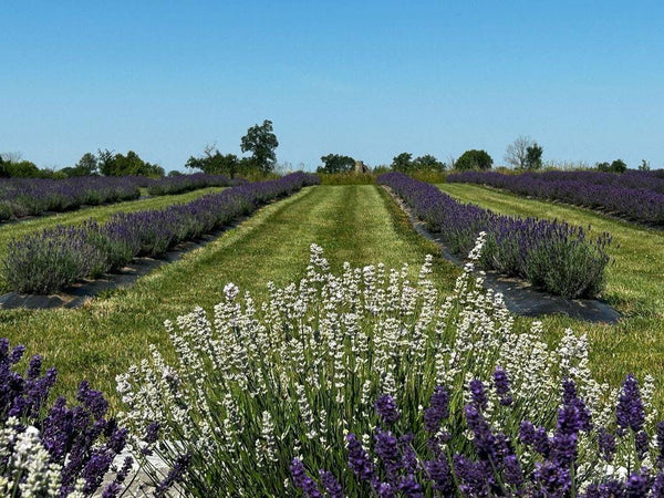 Explore the serene lavender fields with the VIP Farmily Package 2025 for an unforgettable experience.