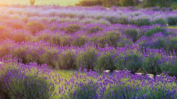 Our Signature Lavender Picking & High Tea Picnic Experience