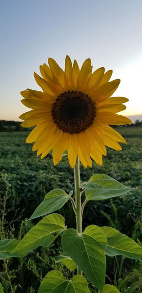 Vibrant sunflower showcasing the essence of Sunflower Harvest Paint for an inspiring art event. Perfect for all artists!