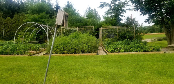 Explore the lush garden featured in the VIP Farmily Package 2025, perfect for lavender lovers and nature enthusiasts.