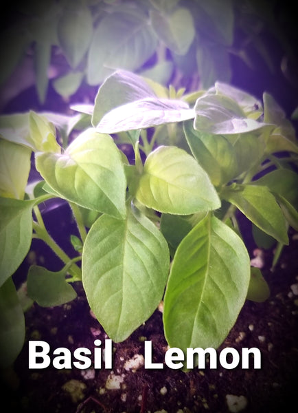 Herb Plants    2020 SALE HAS ENDED