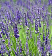 Grosso Lavender Plant