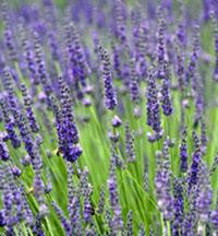 Deep violet flowers of the Grosso Lavender Plant thrive in full sun, attracting butterflies and bees to your garden.