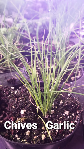 Herb Plants    2020 SALE HAS ENDED
