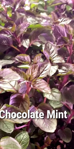 Herb Plants    2020 SALE HAS ENDED