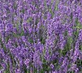 Hidcote Blue Lavender Plant