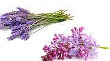 Lavender Air Freshener Spray