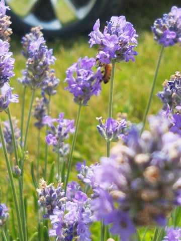 Lavender  Bath & Massage Oil Blend