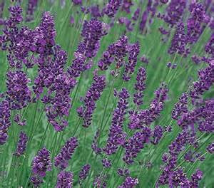 Munstead Lavender Plant