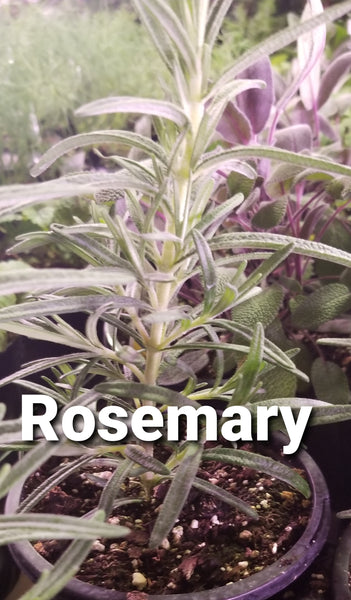 Herb Plants    2020 SALE HAS ENDED