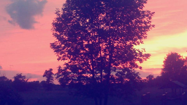 Experience magical Sunset Dinner Tours for 2, enjoying lavender scents and a delightful meal under warm summer skies.