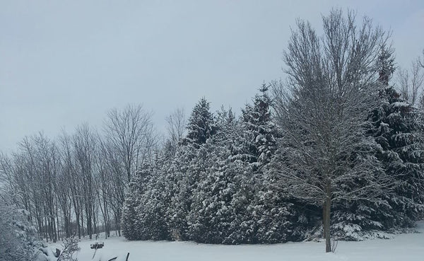 Winter  Blues  Essential Oil Blend